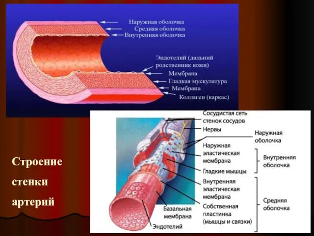 Строение стенки артерий