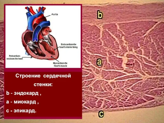 Строение сердечной стенки: b - эндокард , a - миокард , с - эпикард.