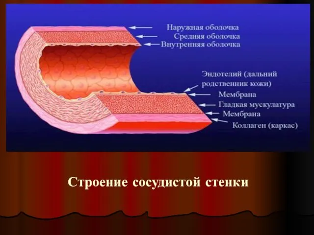 Строение сосудистой стенки