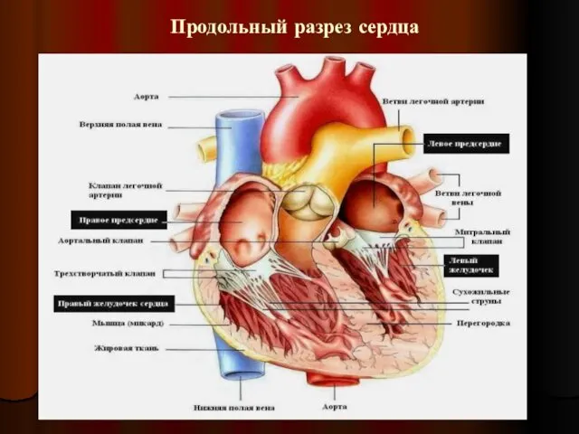 Продольный разрез сердца