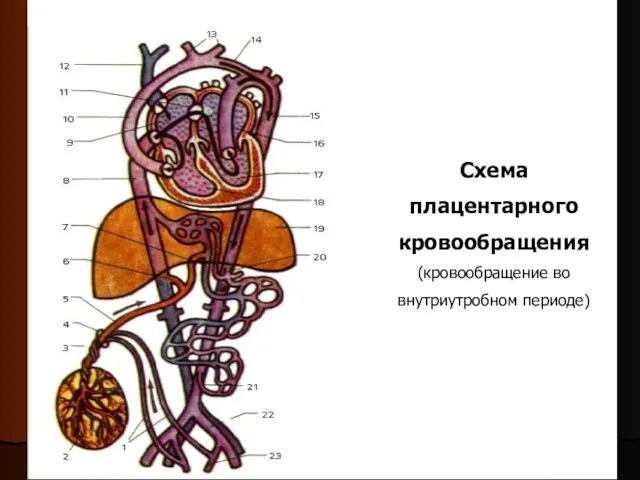 Схема плацентарного кровообращения (кровообращение во внутриутробном периоде)