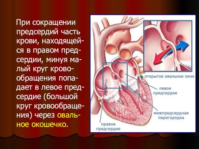 При сокращении предсердий часть крови, находящей-ся в правом пред-сердии, минуя