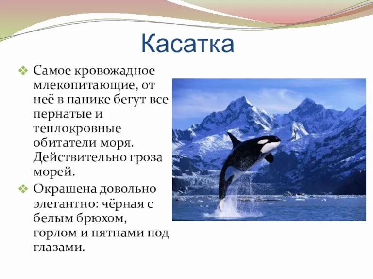 Касатка Самое кровожадное млекопитающие, от неё в панике бегут все