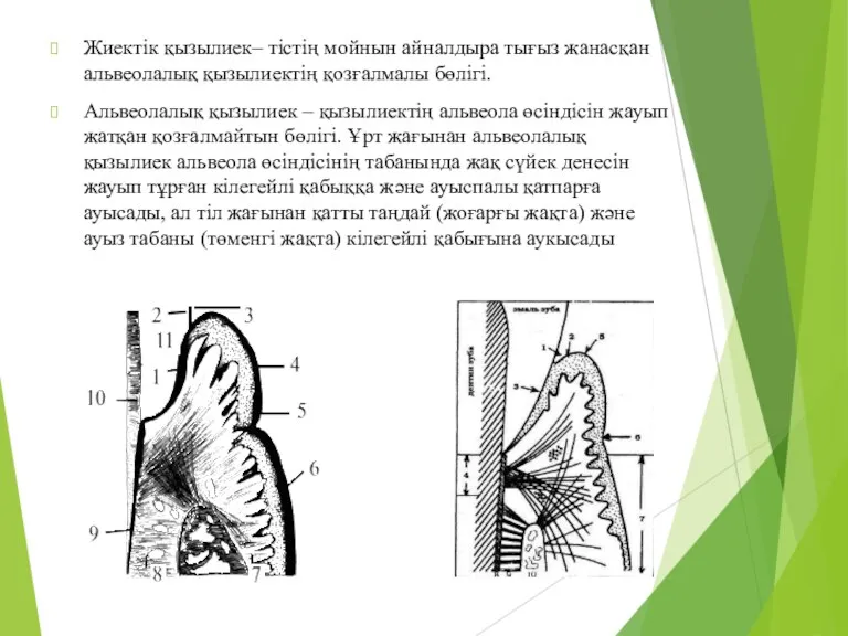 Жиектік қызылиек– тістің мойнын айналдыра тығыз жанасқан альвеолалық қызылиектің қозғалмалы