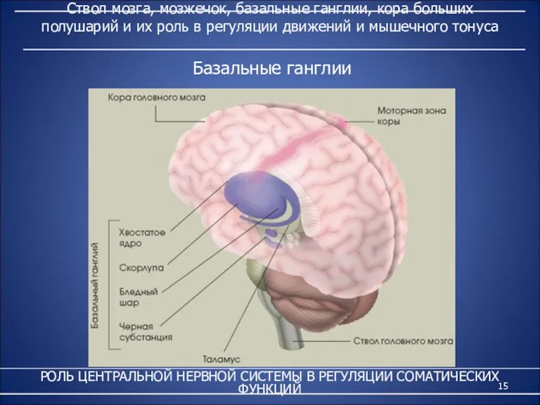 Ствол мозга, мозжечок, базальные ганглии, кора больших полушарий и их роль в регуляции