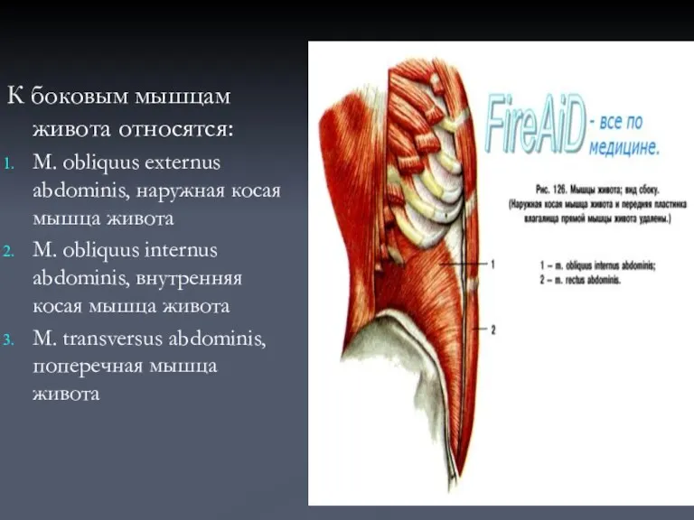 К боковым мышцам живота относятся: М. obliquus externus abdominis, наружная косая мышца живота