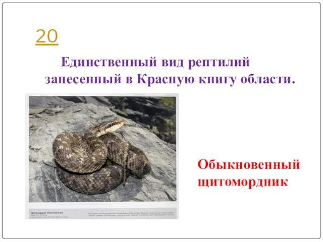 20 Обыкновенный щитомордник Единственный вид рептилий занесенный в Красную книгу области.