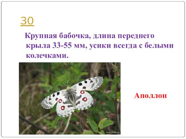 30 Аполлон Крупная бабочка, длина переднего крыла 33-55 мм, усики всегда с белыми колечками.