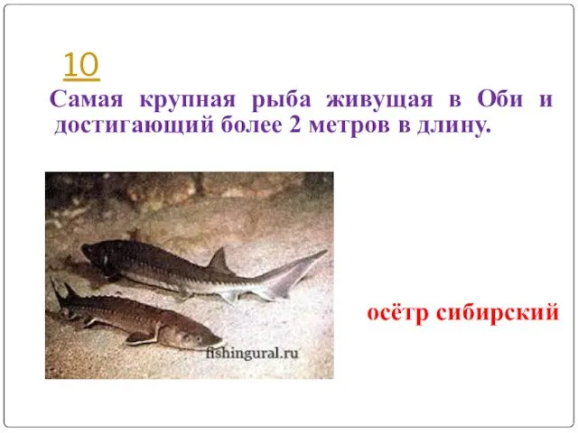 10 Самая крупная рыба живущая в Оби и достигающий более 2 метров в длину. осётр сибирский
