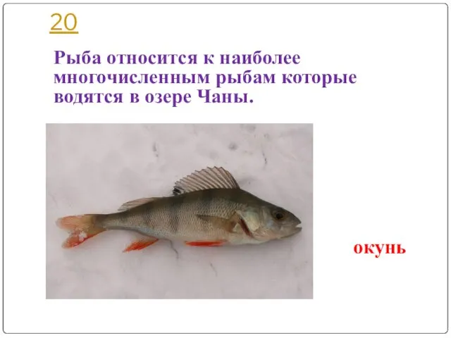 20 Рыба относится к наиболее многочисленным рыбам которые водятся в озере Чаны. окунь