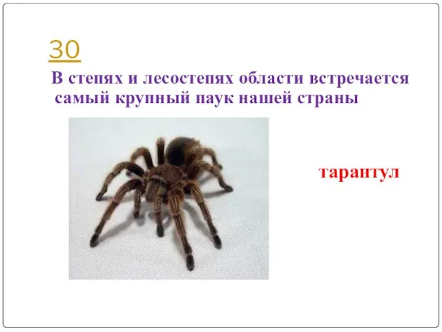 30 В степях и лесостепях области встречается самый крупный паук нашей страны тарантул