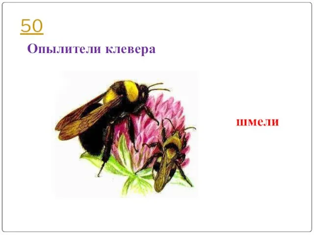 50 Опылители клевера шмели