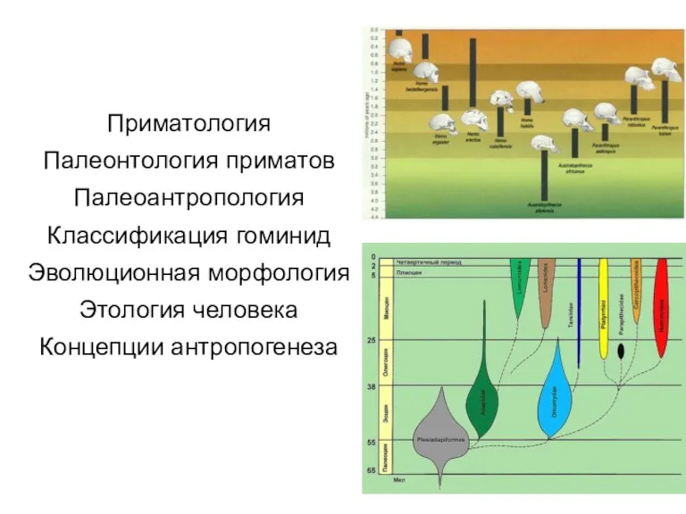 Приматология Палеонтология приматов Палеоантропология Классификация гоминид Эволюционная морфология Этология человека Концепции антропогенеза