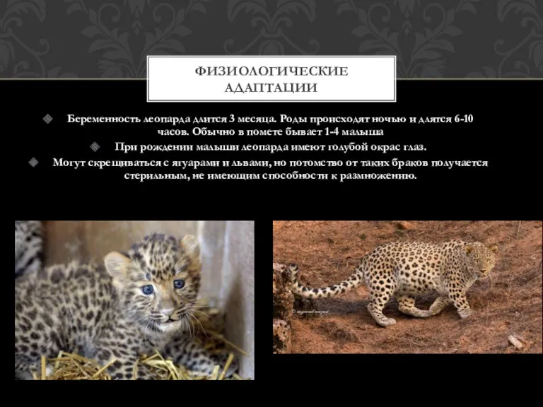 Беременность леопарда длится 3 месяца. Роды происходят ночью и длятся 6-10 часов. Обычно
