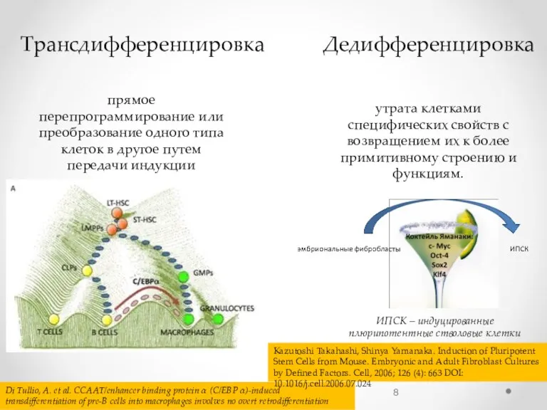 Трансдифференцировка Дедифференцировка утрата клетками специфических свойств с возвращением их к