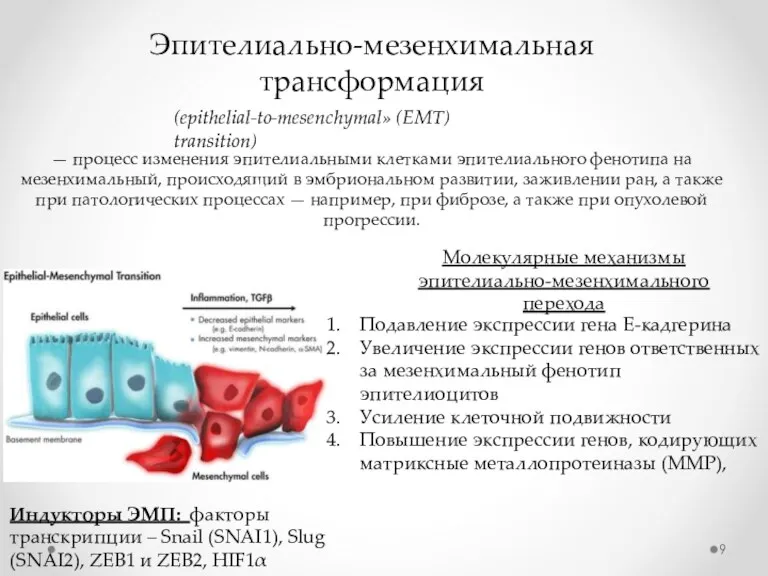 Эпителиально-мезенхимальная трансформация (epithelial-to-mesenchymal» (EMT) transition) — процесс изменения эпителиальными клетками