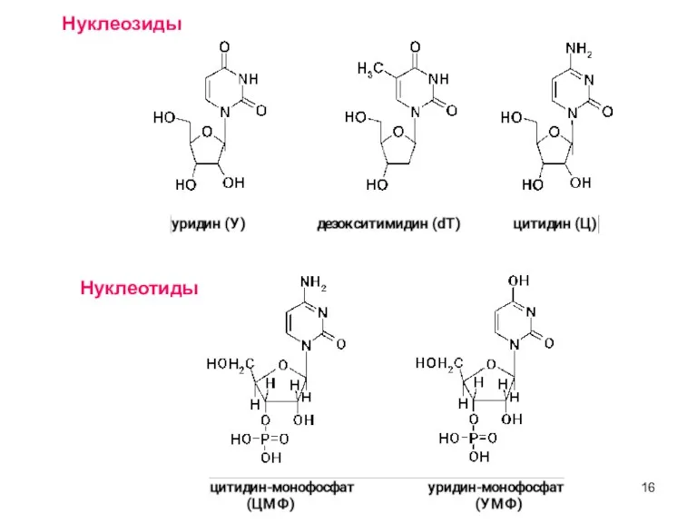 Нуклеозиды Нуклеотиды