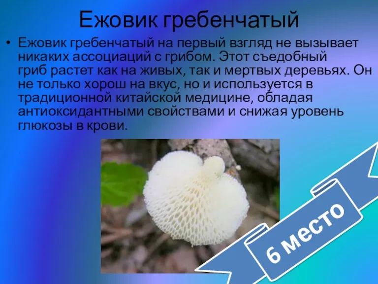 Ежовик гребенчатый Ежовик гребенчатый на первый взгляд не вызывает никаких ассоциаций с грибом.
