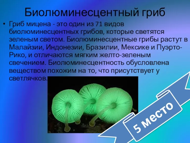Биолюминесцентный гриб Гриб мицена - это один из 71 видов биолюминесцентных грибов, которые