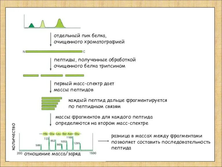 отдельный пик белка, очищенного хроматографией пептиды, полученные обработкой очищенного белка