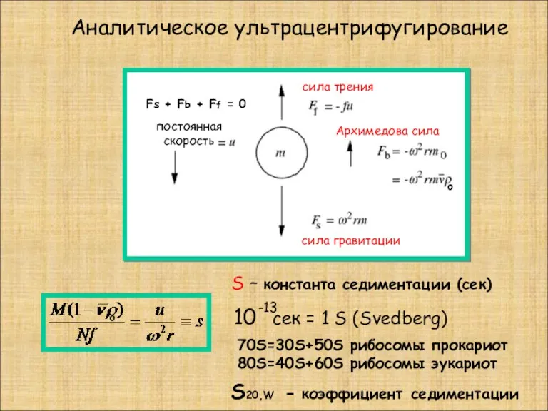 Аналитическое ультрацентрифугирование S – константа седиментации (сек) 10 сек =