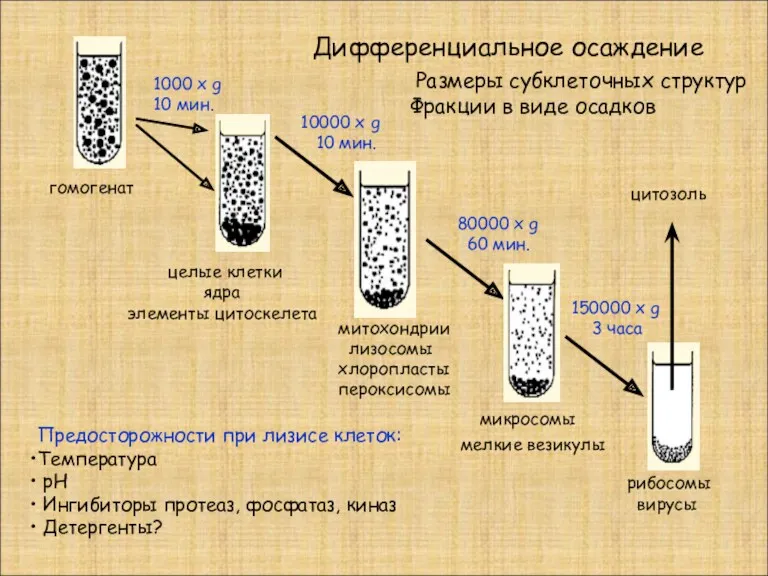 Дифференциальное осаждение гомогенат целые клетки ядра элементы цитоскелета митохондрии лизосомы