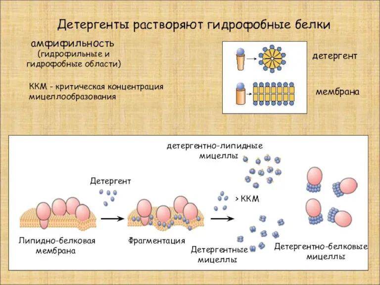 Детергенты растворяют гидрофобные белки детергентно-липидные мицеллы Детергент Детергентно-белковые мицеллы Детергентные
