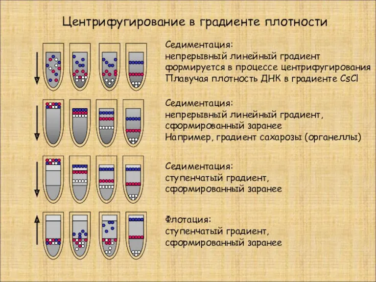 Центрифугирование в градиенте плотности Седиментация: непрерывный линейный градиент формируется в