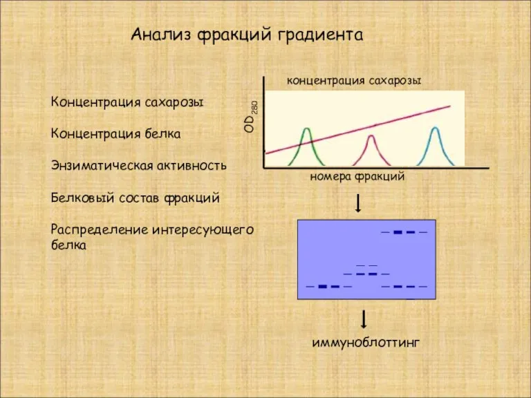 Анализ фракций градиента номера фракций OD280 концентрация сахарозы Концентрация сахарозы