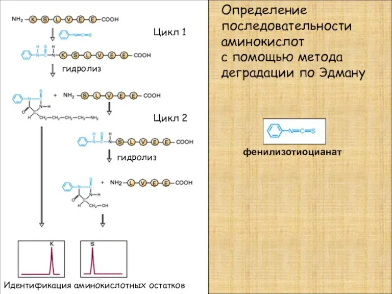 Определение последовательности аминокислот с помощью метода деградации по Эдману фенилизотиоцианат