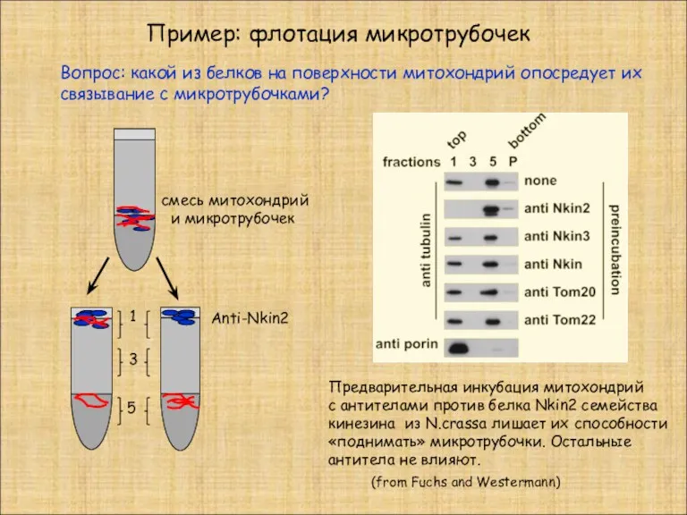 Пример: флотация микротрубочек (from Fuchs and Westermann) 1 3 5