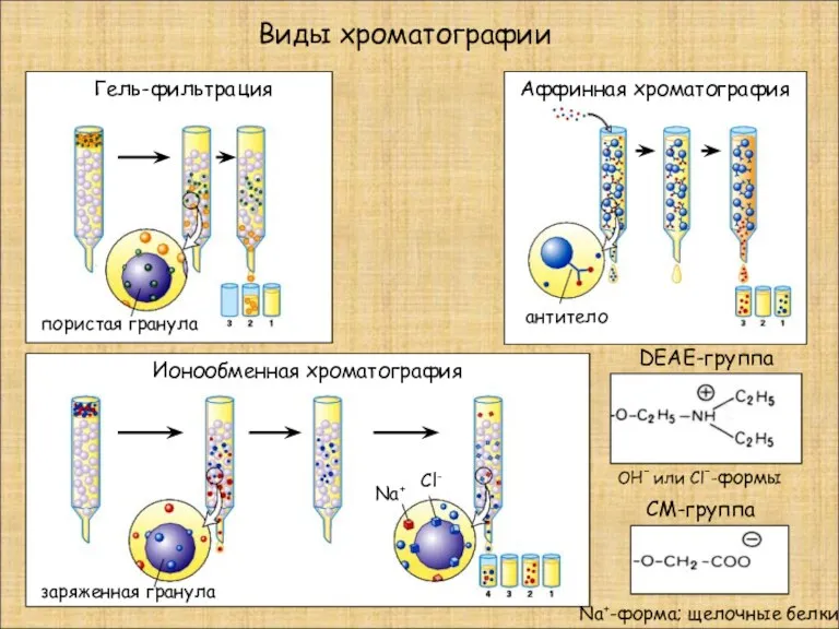 Гель-фильтрация Аффинная хроматография Ионообменная хроматография Виды хроматографии антитело пористая гранула