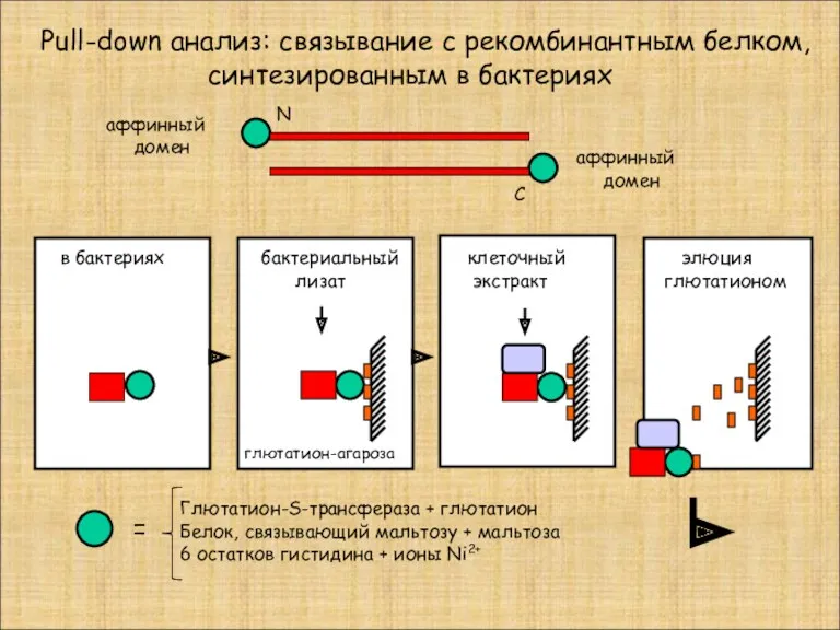 Pull-down анализ: связывание с рекомбинантным белком, синтезированным в бактериях в