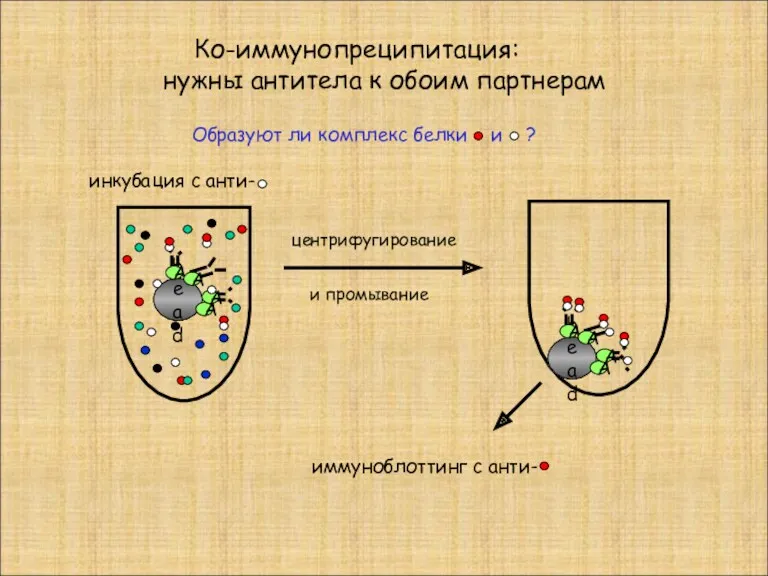 Ко-иммунопреципитация: нужны антитела к обоим партнерам bead А А А
