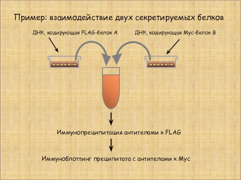 Пример: взаимодействие двух секретируемых белков ДНК, кодирующая FLAG-белок А ДНК,