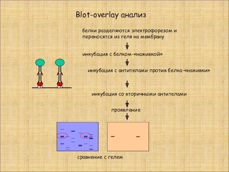 белки разделяются электрофорезом и переносятся из геля на мембрану инкубация