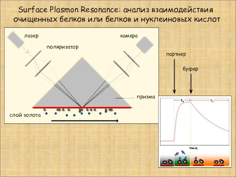 Surface Plasmon Resonance: анализ взаимодействия очищенных белков или белков и