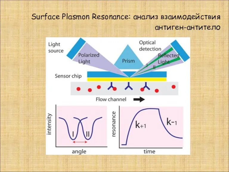 Surface Plasmon Resonance: анализ взаимодействия антиген-антитело
