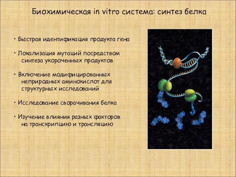 Быстрая идентификация продукта гена Локализация мутаций посредством синтеза укороченных продуктов