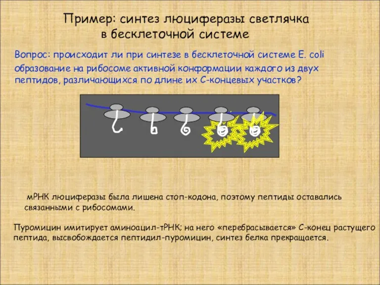 Пример: синтез люциферазы светлячка в бесклеточной системе Вопрос: происходит ли