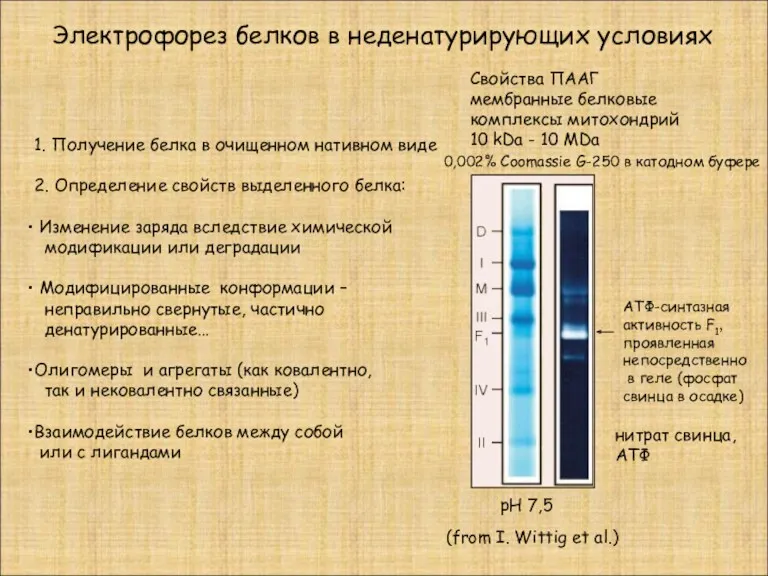 Электрофорез белков в неденатурирующих условиях 1. Получение белка в очищенном