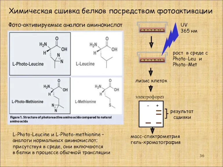 Фото-активируемые аналоги аминокислот L-Photo-Leucine и L-Photo-methionine – аналоги нормальных аминокислот;