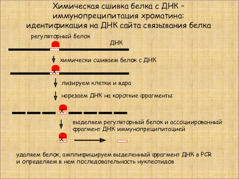 Химическая сшивка белка с ДНК – иммунопреципитация хроматина: идентификация на