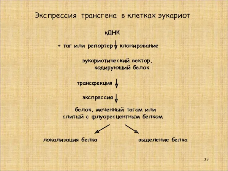 кДНК эукариотический вектор, кодирующий белок + таг или репортер клонирование