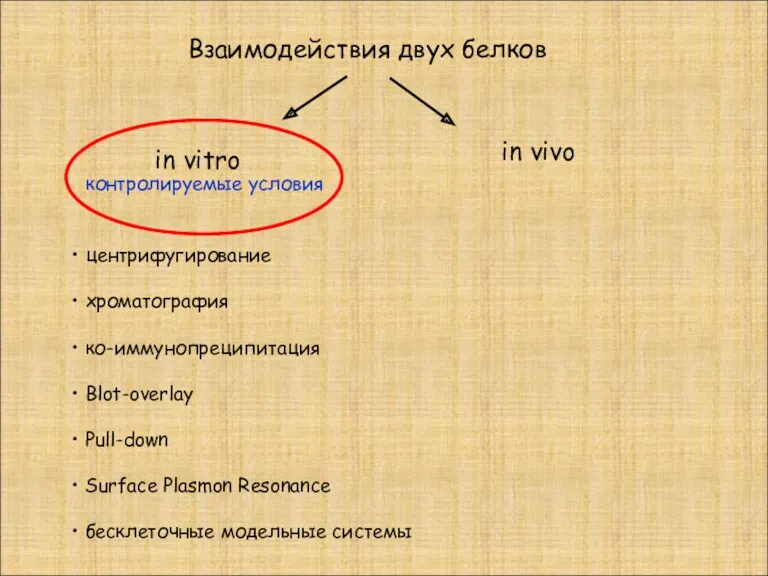 Взаимодействия двух белков in vivo in vitro центрифугирование хроматография ко-иммунопреципитация