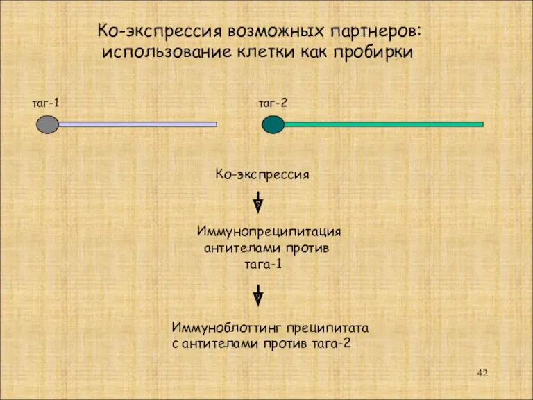 таг-1 таг-2 Ко-экспрессия Иммунопреципитация антителами против тага-1 Иммуноблоттинг преципитата с