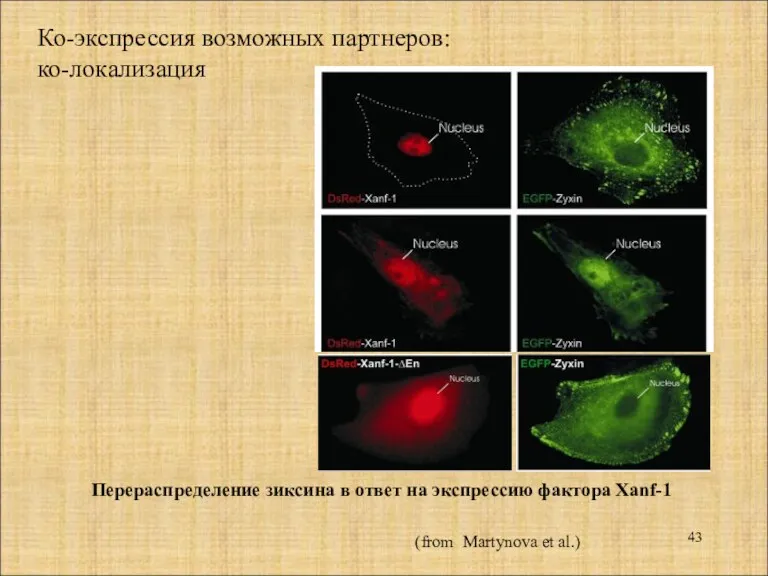 Ко-экспрессия возможных партнеров: ко-локализация Перераспределение зиксина в ответ на экспрессию фактора Xanf-1 (from Martynova et al.)