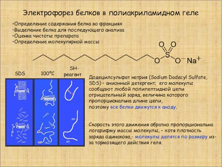 Электрофорез белков в полиакриламидном геле Определение содержания белка во фракциях