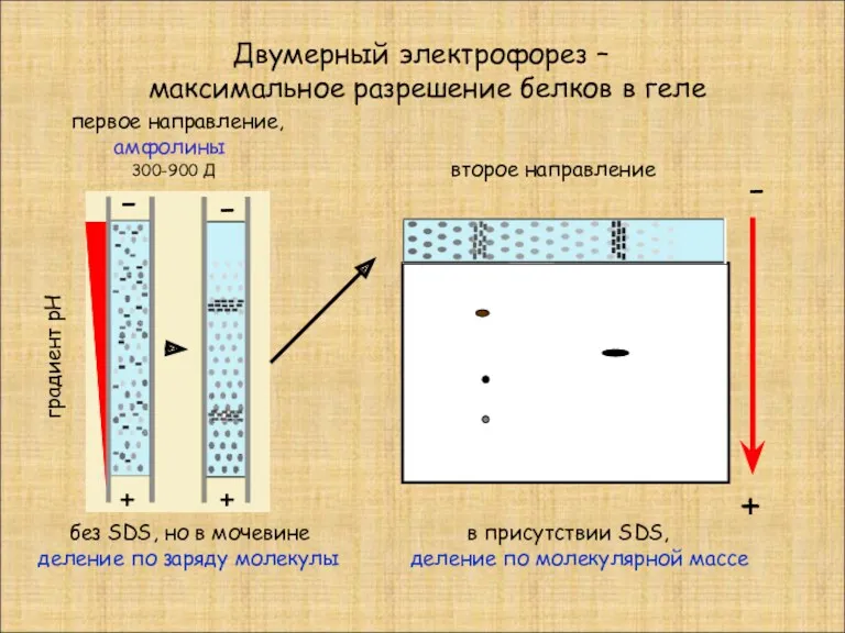 Двумерный электрофорез – максимальное разрешение белков в геле - -