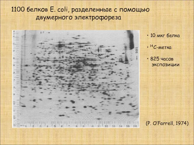 10 мкг белка 14С-метка 825 часов экспозиции 1100 белков E.